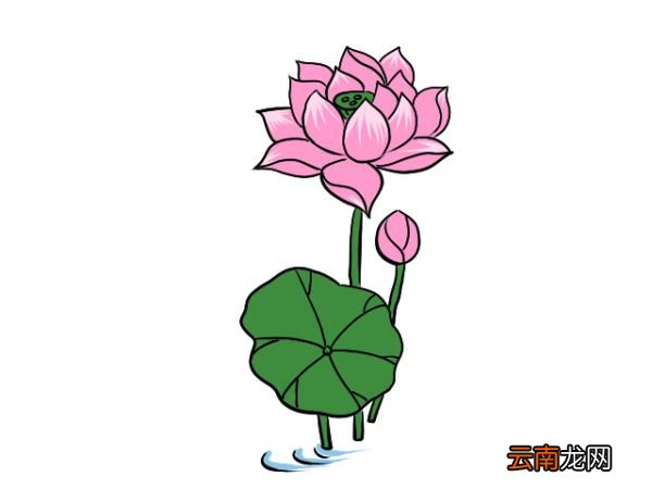 荷花简笔画 荷花简笔画画法