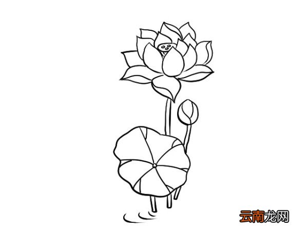 荷花简笔画 荷花简笔画画法