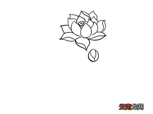 荷花简笔画 荷花简笔画画法