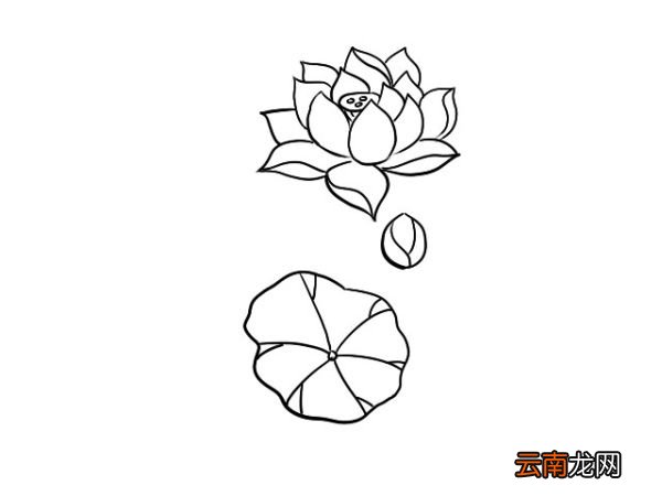 荷花简笔画 荷花简笔画画法