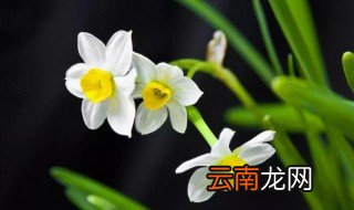 水仙花开过后怎么养 水仙花开花后要怎么养