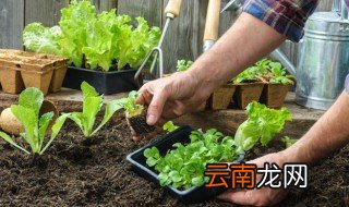 矮脚黑叶甜白菜适合哪种种植环境