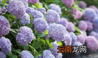 无尽夏什么时候开花 绣球无尽夏什么时候开花