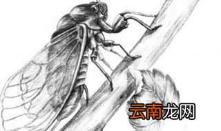 怎样储存蝉蛹 如何储存蝉蛹