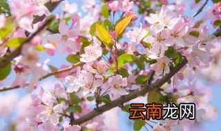 海棠花溪什么时候开花 海棠花溪开花时间