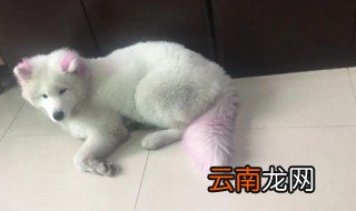 萨摩尾巴什么时候开花，萨摩耶尾巴长吗