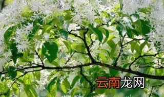 流苏树什么时候开花 流苏树多长时间开花