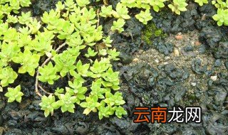 地皮菜生长在什么地方 地皮菜在什么地方生长