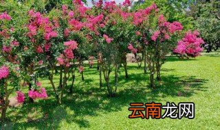 邵阳紫薇公园什么时候开花 邵阳紫薇公园几月开花