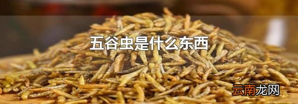 五谷虫是什么东西