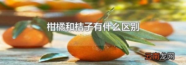 柑橘和桔子有什么区别