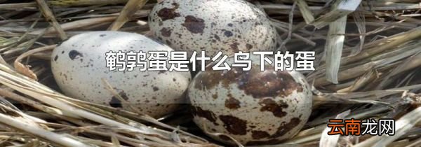 鹌鹑蛋是什么鸟下的蛋