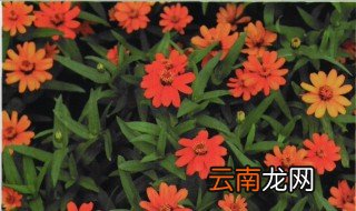 百日草什么时候开花 百日草种多久开花