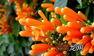鞭炮花几月份开花 鞭炮花什么时候开花