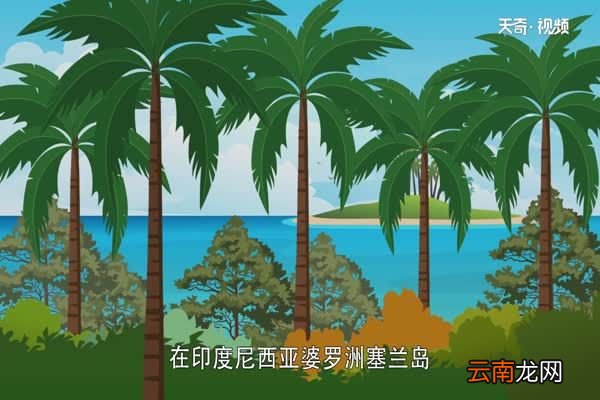 西米露是什么 西米是什么东西做的