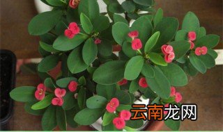 刺梅什么时候开花 刺梅的花期在什么时候