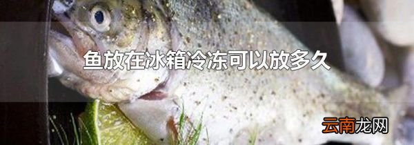 鱼放在冰箱冷冻可以放多久