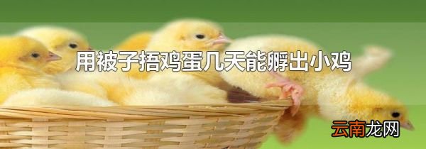用被子捂鸡蛋几天能孵出小鸡