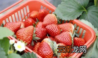 采摘草莓的最佳时间 采摘草莓的最佳时间是什么时候
