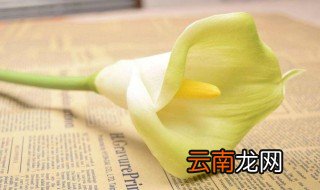 马蹄莲什么季节开花,花期多长 马蹄莲一般在什么季节开花