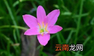 韭菜兰花什么时候开花 韭菜兰什么时候开花
