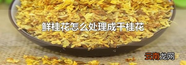 鲜桂花怎么处理成干桂花