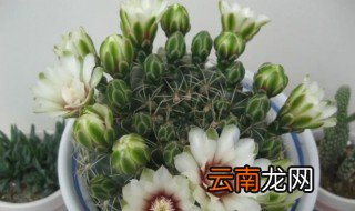 绯花玉的四季养护技巧，绯玉怎么养护