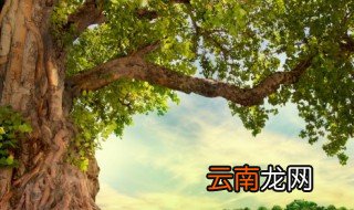桐树什么时候开花? 桐树什么时候开花