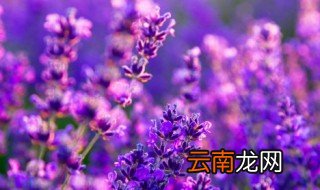 薰衣草这个时候开花吗 义乌薰衣草什么时候开花