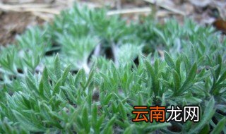 茵陈的最佳食用时间 茵陈的最佳食用时间分享