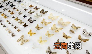 如果要养蝴蝶蝴蝶的窝该什么样