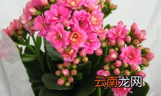 长寿花开了怎么养 长寿花开花后怎么养