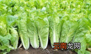 快菜是不是白菜 快菜是白菜吗
