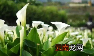 马蹄莲开花方式是什么，马蹄莲的花开放方式
