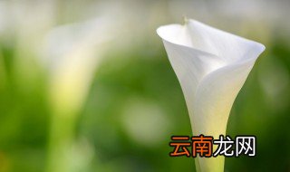 马蹄花和海芋的区别 海芋花跟马蹄莲有什么区别