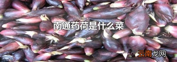 南通药荷是什么菜
