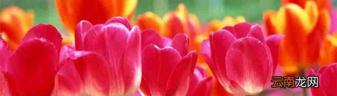 教师节一般送什么花？