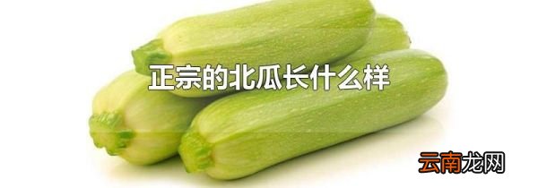 正宗的北瓜长什么样