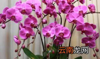 蝴蝶兰入冬怎么养 蝴蝶兰冬季怎么养