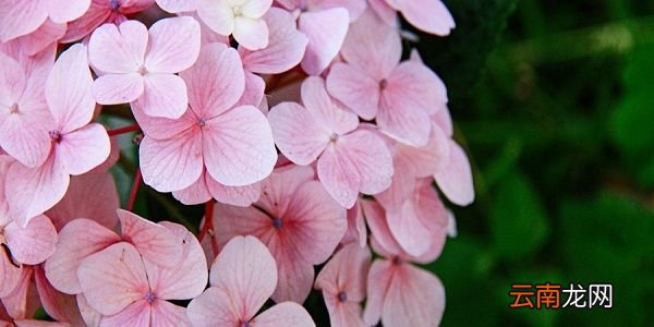 绣球花对人体有害吗 绣球花有毒吗