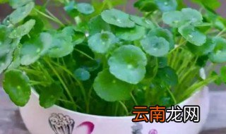 金钱草水养方法 金钱草的水养方法