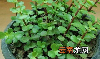 扦插金枝玉叶 金枝玉叶如何扦插吗