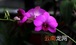 蝴蝶兰冬天怎么养，蝴蝶兰冬天怎么养要注意什么