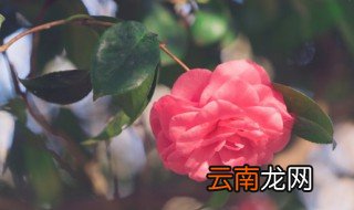 山茶花在什么季节开花 山茶花在什么季节开花?