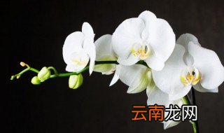 蝴蝶兰有什么养护要点 蝴蝶兰平常怎么养护