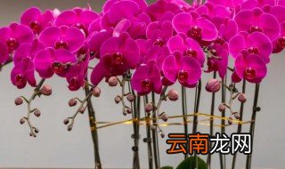 蝴蝶兰可以养几年 蝴蝶兰可以养多长时间