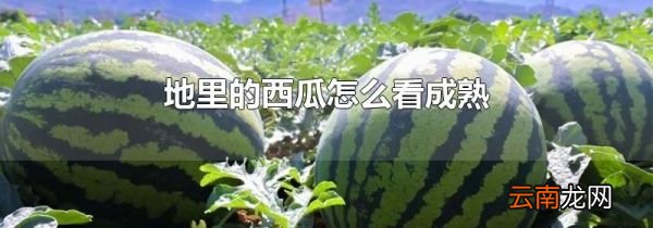 地里的西瓜怎么看成熟