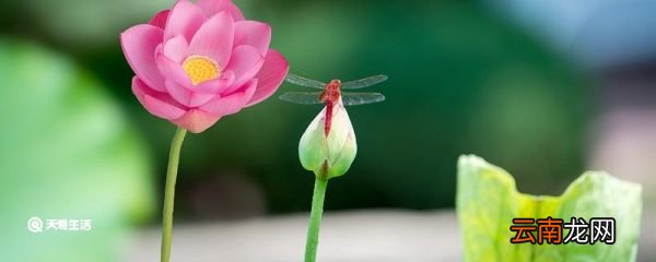 爱莲说中心句 爱莲说中心句是哪一句