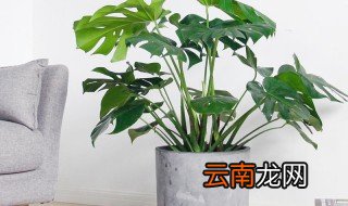 龟背竹养护技巧，养龟背竹的注意事项