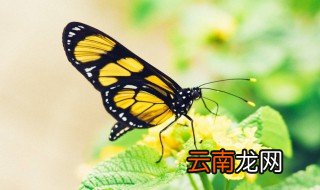 蝴蝶养殖技术 苏州 蝴蝶养殖技术